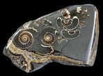 Polished Ammonite Fossil Slab - Marston Magna Marble #63823-1
